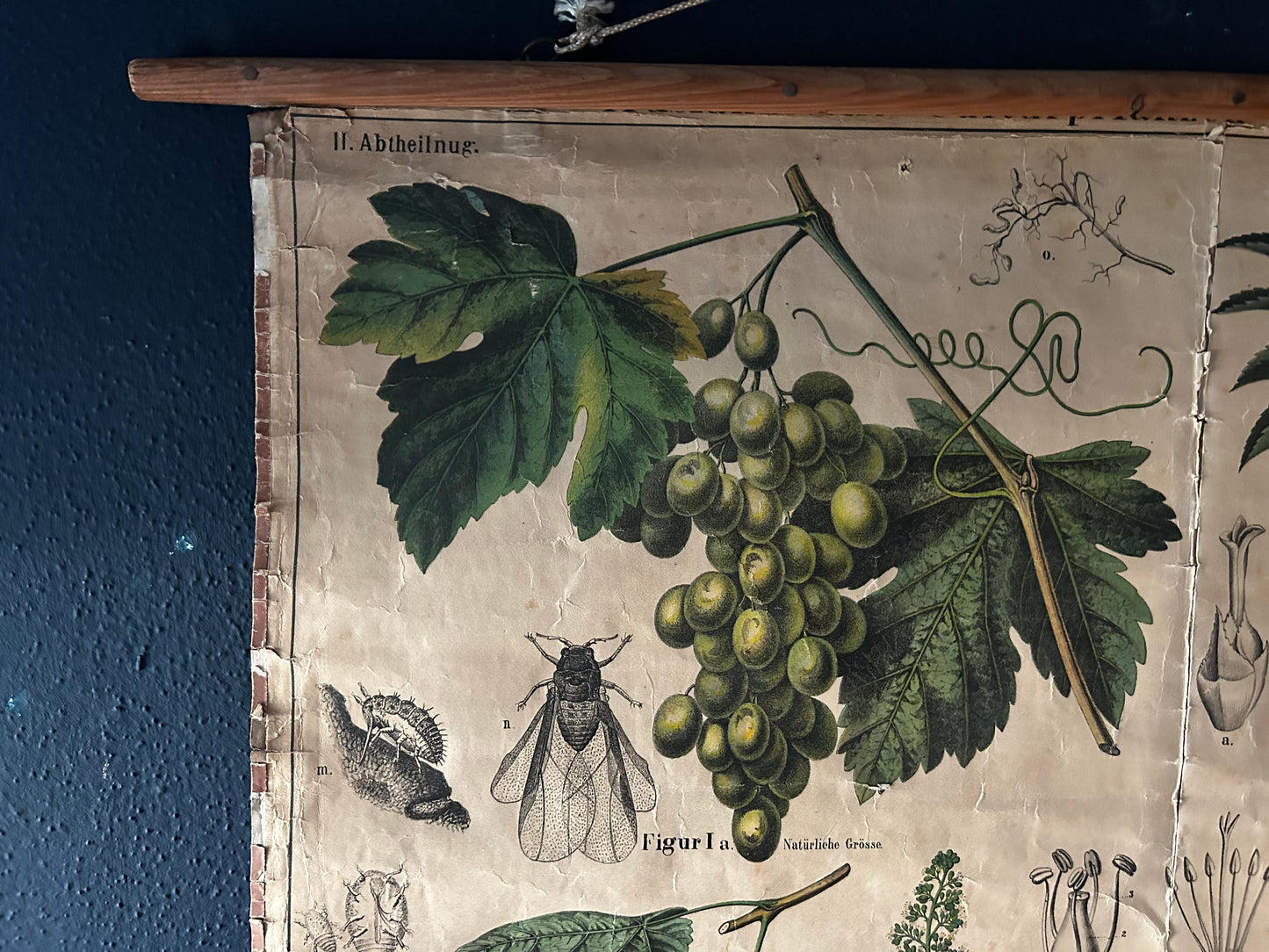 Antique Botanical Wall Chart: Grapes, Pineapple, Agave, Hermann Zippel, Carl Bollmann, Germany, 1880s