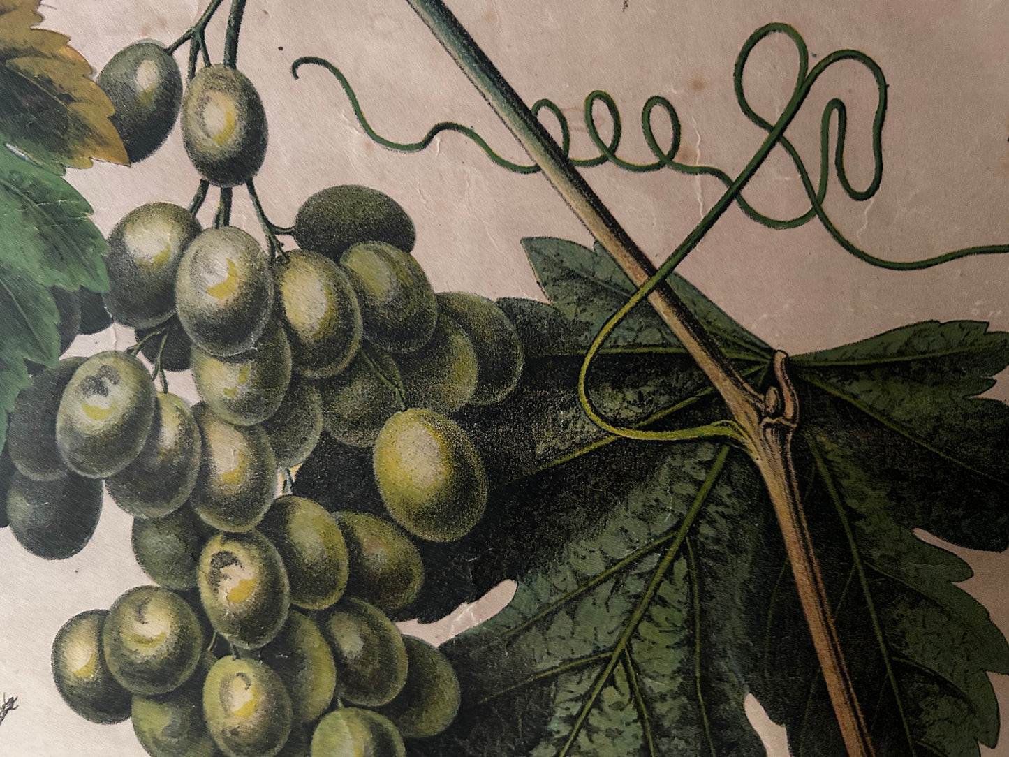 Antique Botanical Wall Chart: Grapes, Pineapple, Agave, Hermann Zippel, Carl Bollmann, Germany, 1880s