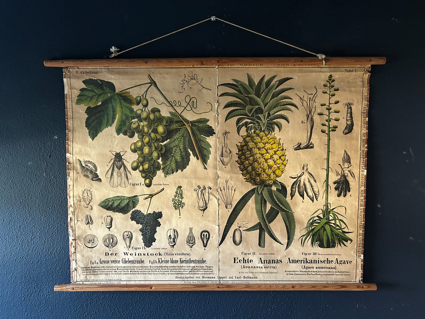 Antique Botanical Wall Chart: Grapes, Pineapple, Agave, Hermann Zippel, Carl Bollmann, Germany, 1880s