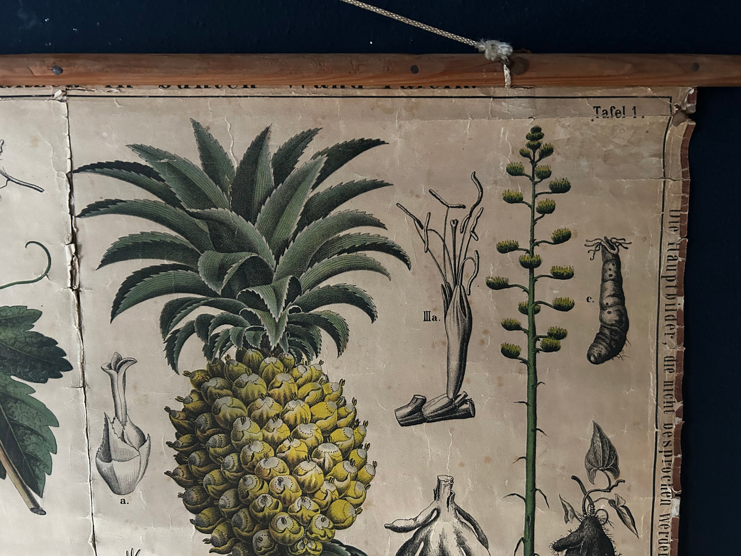 Antique Botanical Wall Chart: Grapes, Pineapple, Agave, Hermann Zippel, Carl Bollmann, Germany, 1880s