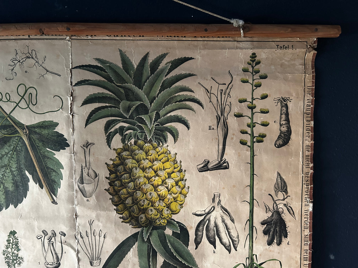 Antique Botanical Wall Chart: Grapes, Pineapple, Agave, Hermann Zippel, Carl Bollmann, Germany, 1880s