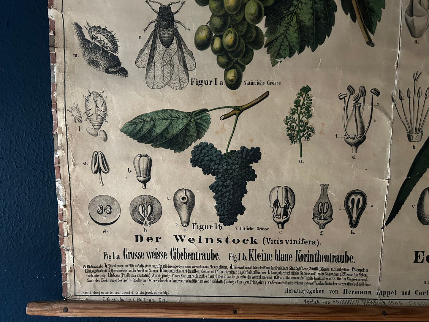 Antique Botanical Wall Chart: Grapes, Pineapple, Agave, Hermann Zippel, Carl Bollmann, Germany, 1880s