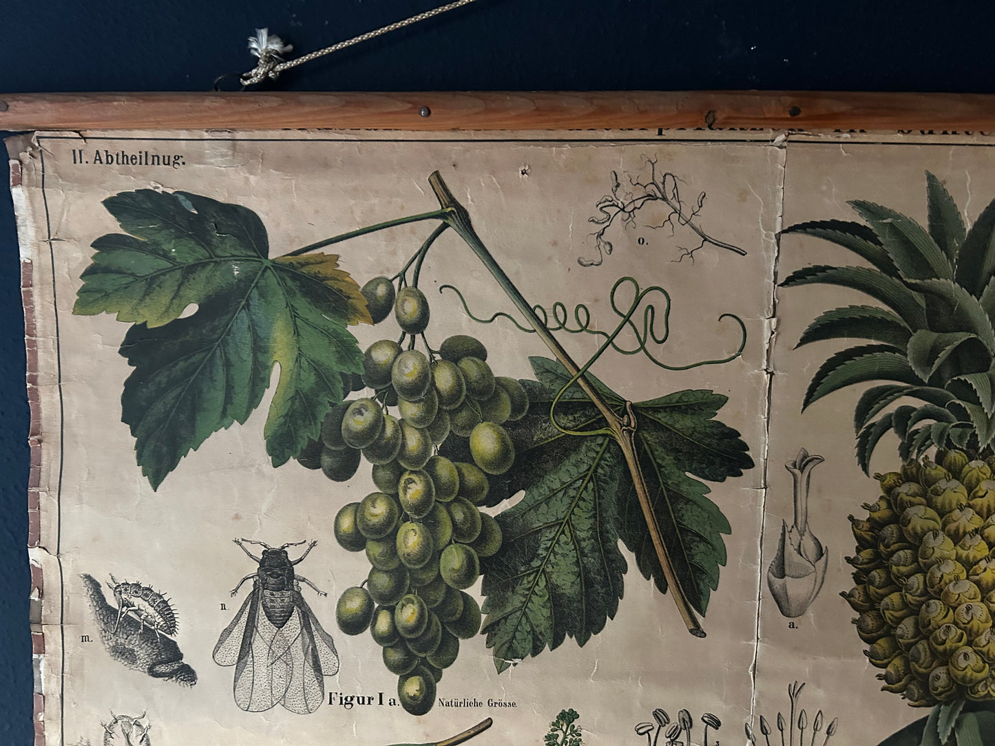 Antique Botanical Wall Chart: Grapes, Pineapple, Agave, Hermann Zippel, Carl Bollmann, Germany, 1880s
