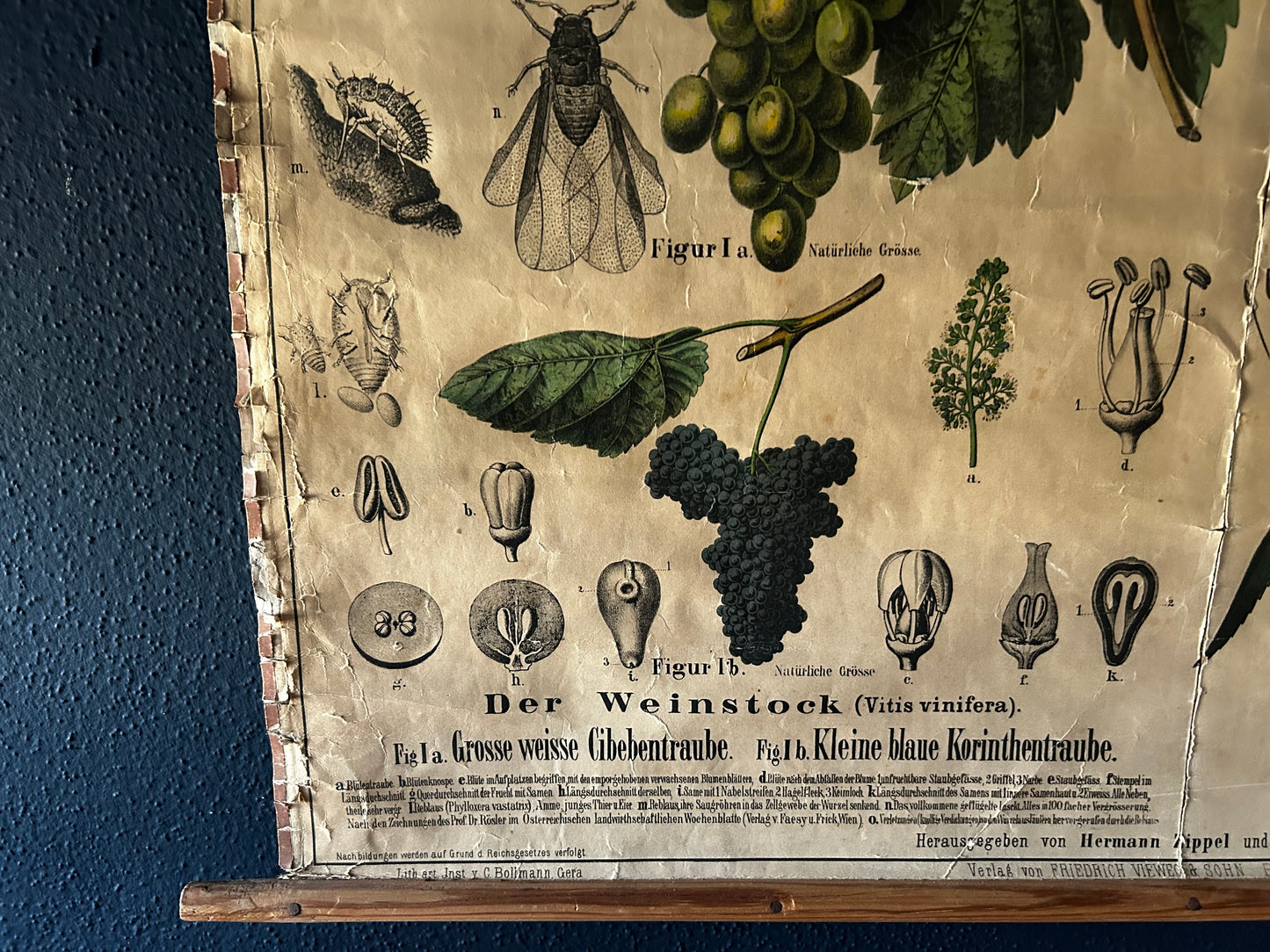 Antique Botanical Wall Chart: Grapes, Pineapple, Agave, Hermann Zippel, Carl Bollmann, Germany, 1880s