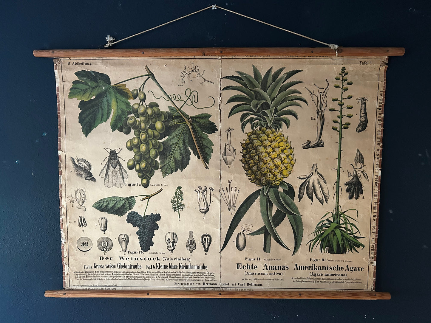Antique Botanical Wall Chart: Grapes, Pineapple, Agave, Hermann Zippel, Carl Bollmann, Germany, 1880s