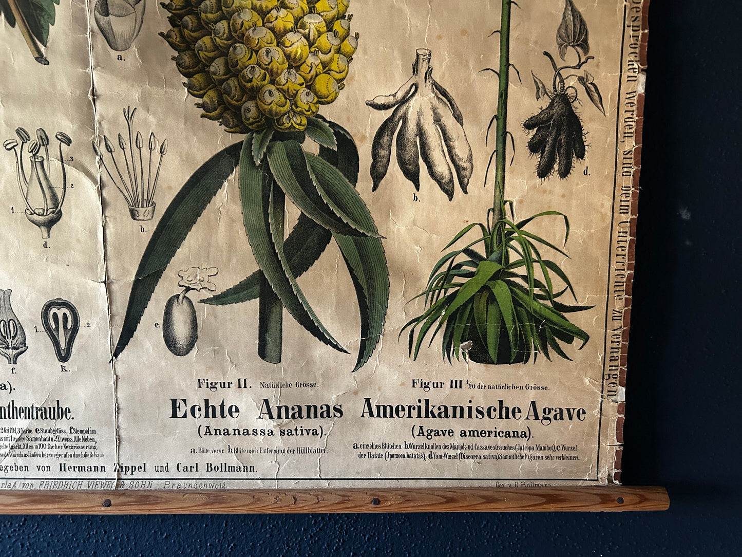 Antique Botanical Wall Chart: Grapes, Pineapple, Agave, Hermann Zippel, Carl Bollmann, Germany, 1880s