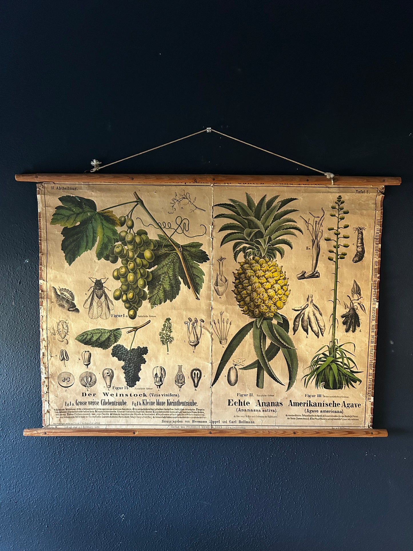 Antique Botanical Wall Chart: Grapes, Pineapple, Agave, Hermann Zippel, Carl Bollmann, Germany, 1880s