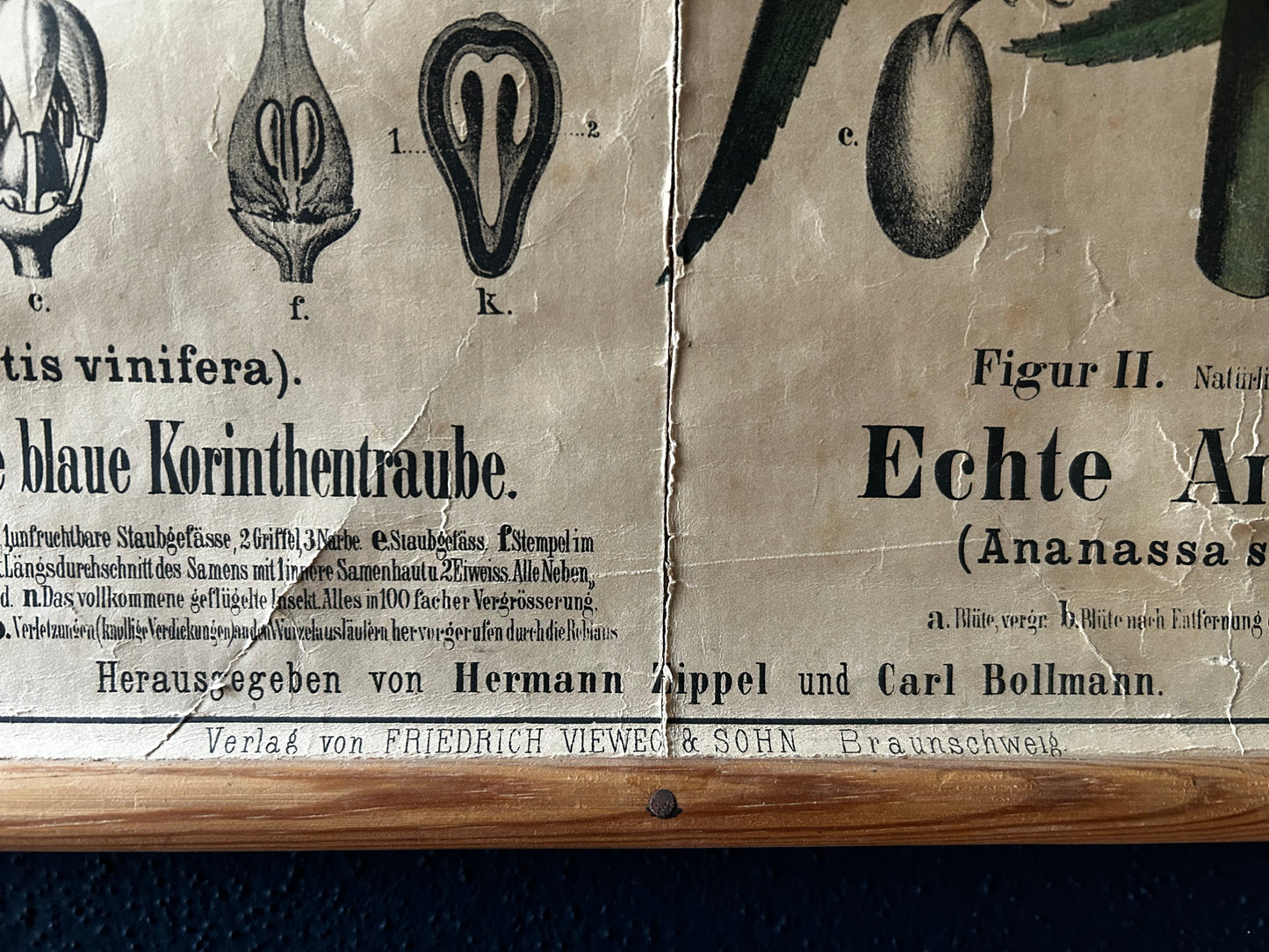 Antique Botanical Wall Chart: Grapes, Pineapple, Agave, Hermann Zippel, Carl Bollmann, Germany, 1880s
